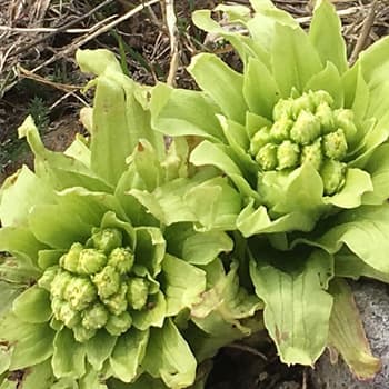 Fukinoto (Butterbur) mountain vegetable in the Spring